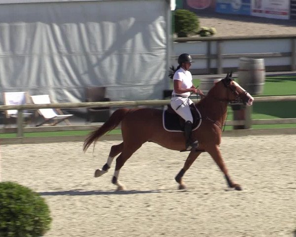 Gold +Cyclus Jonge Paarden in Lier (BEL) 2020