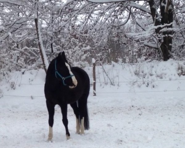 dressage horse Ricardo 535 (Bavarian, 2003, from Roy Black)