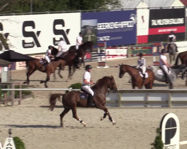 Gold +Cyclus Jonge Paarden in Lier (BEL) 2020