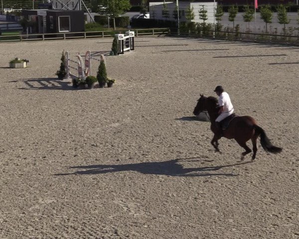 Gold +Cyclus Jonge Paarden in Lier (BEL) 2020