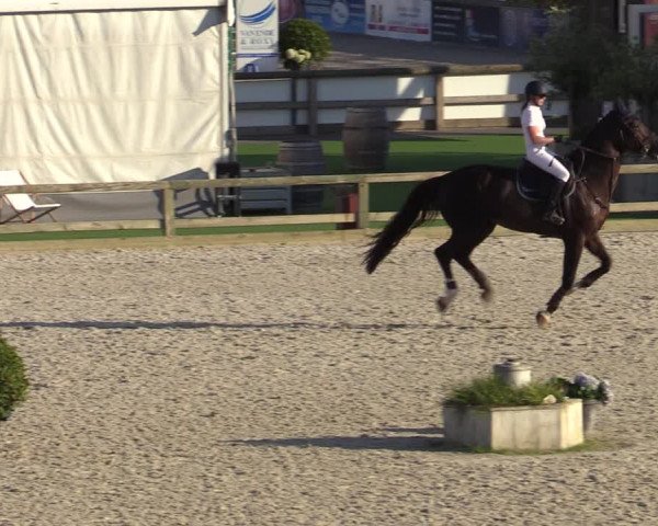 Gold +Cyclus Jonge Paarden in Lier (BEL) 2020