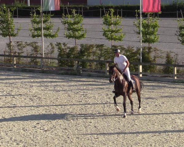 Gold +Cyclus Jonge Paarden in Lier (BEL) 2020