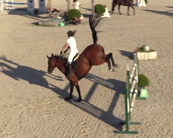 Gold +Cyclus Jonge Paarden in Lier (BEL) 2020