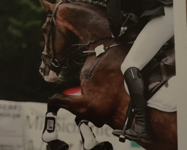 jumper Orjan G. (KWPN (Royal Dutch Sporthorse), 1996, from Droomwals)