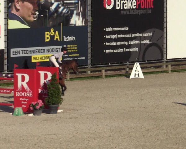 Gold +Cyclus Jonge Paarden in Lier (BEL) 2020