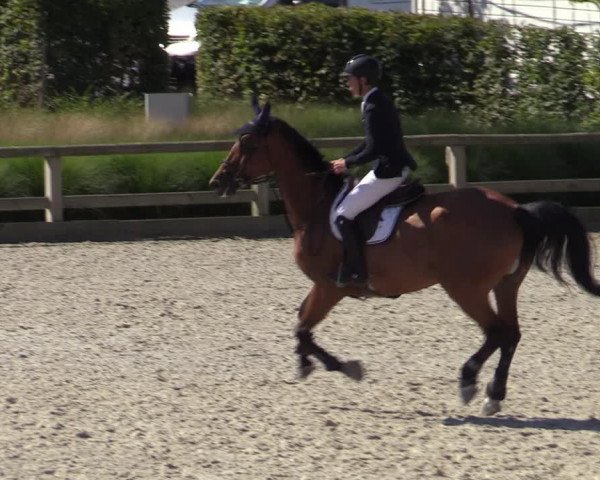 Gold +Cyclus Jonge Paarden in Lier (BEL) 2020