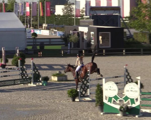 Gold +Cyclus Jonge Paarden in Lier (BEL) 2020