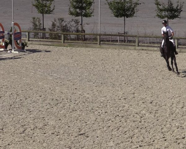Gold +Cyclus Jonge Paarden in Lier (BEL) 2020