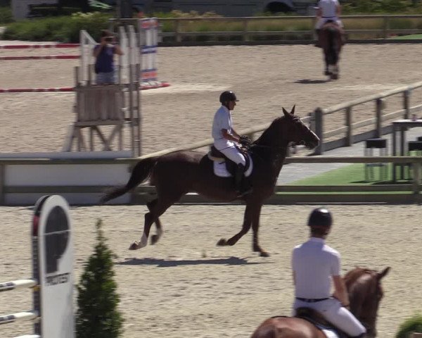 Gold +Cyclus Jonge Paarden in Lier (BEL) 2020