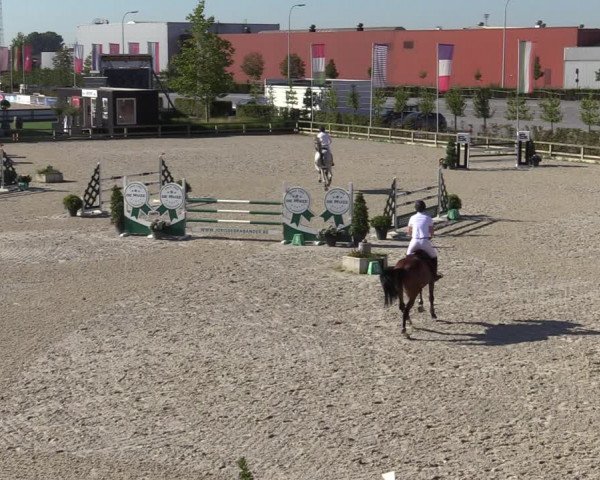 Gold +Cyclus Jonge Paarden in Lier (BEL) 2020