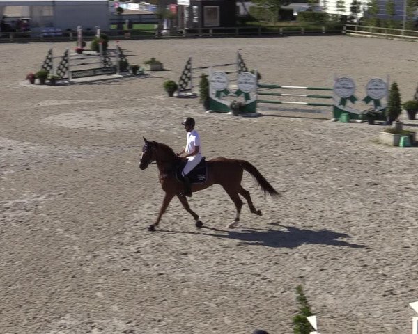 Gold +Cyclus Jonge Paarden in Lier (BEL) 2020