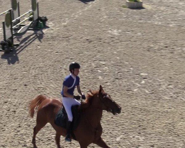 Gold +Cyclus Jonge Paarden in Lier (BEL) 2020
