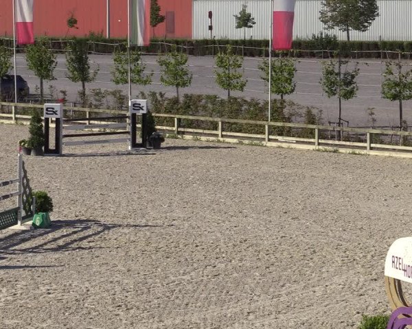 Gold +Cyclus Jonge Paarden in Lier (BEL) 2020