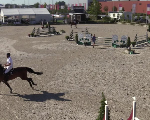 Gold +Cyclus Jonge Paarden in Lier (BEL) 2020