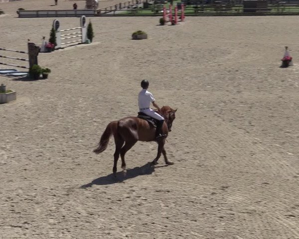 Gold +Cyclus Jonge Paarden in Lier (BEL) 2020
