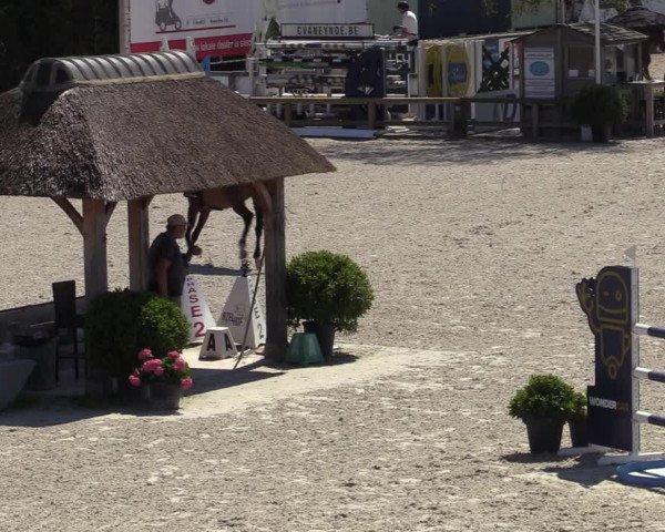 Gold +Cyclus Jonge Paarden in Lier (BEL) 2020