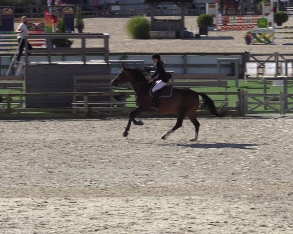 Gold +Cyclus Jonge Paarden in Lier (BEL) 2020