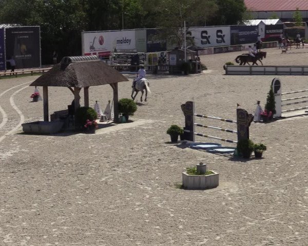 Gold +Cyclus Jonge Paarden in Lier (BEL) 2020