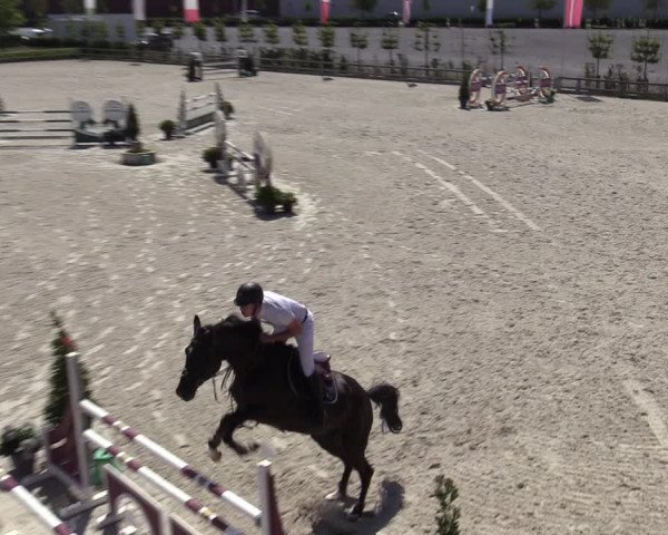 Gold +Cyclus Jonge Paarden in Lier (BEL) 2020