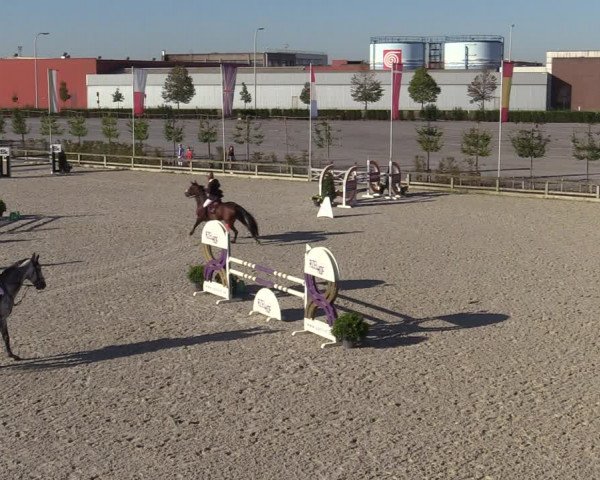 Gold +Cyclus Jonge Paarden in Lier (BEL) 2020