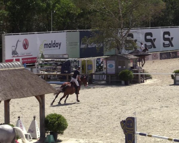 Gold +Cyclus Jonge Paarden in Lier (BEL) 2020