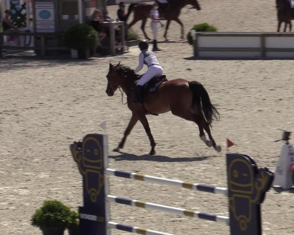 Gold +Cyclus Jonge Paarden in Lier (BEL) 2020