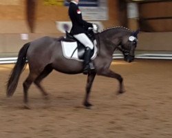 broodmare Dalea 3 (German Riding Pony, 2011, from Wengelo's Nelson)