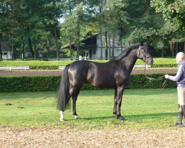 horse Wallach von Lauries As (Hanoverian, 2011, from Lauries As)