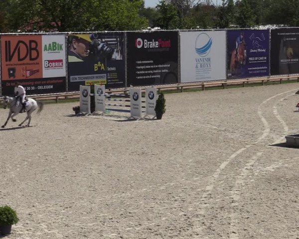 Gold +Cyclus Jonge Paarden in Lier (BEL) 2020