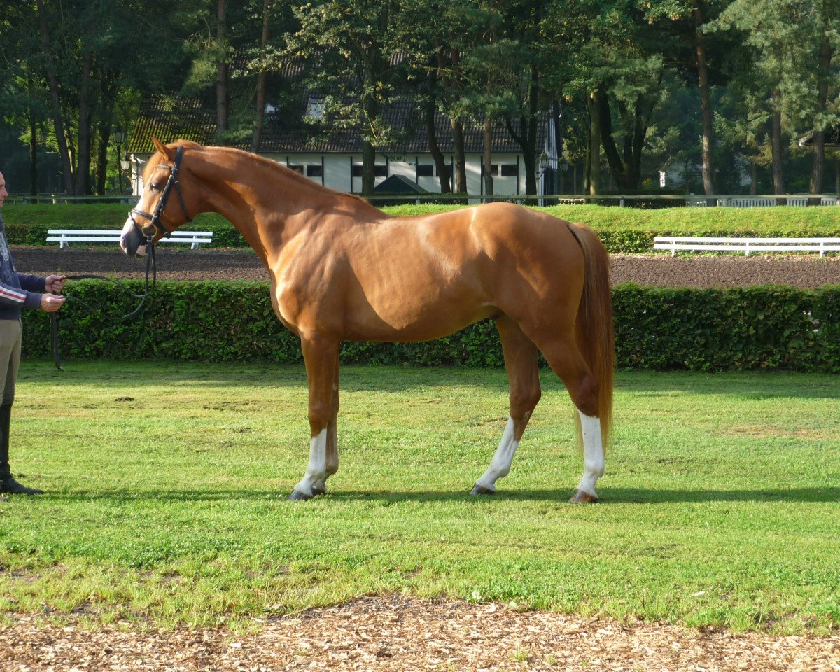 Dressurpferd Firenzio (Hannoveraner, 2012, von Fiorano)