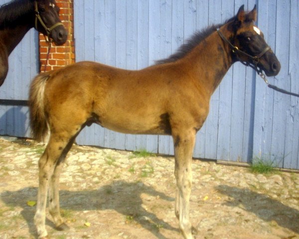 horse Dorian (German Sport Horse, 2015, from Descolari)