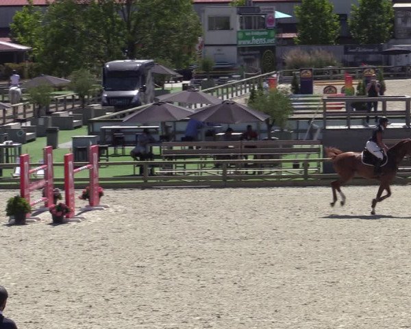 Gold +Cyclus Jonge Paarden in Lier (BEL) 2020