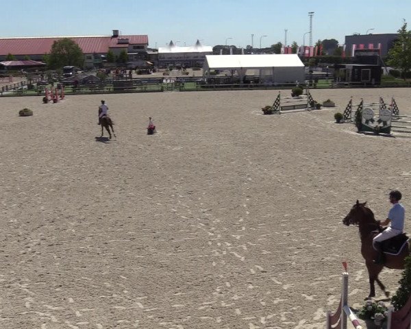 Gold +Cyclus Jonge Paarden in Lier (BEL) 2020