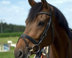 Springpferd Conrad 111 (Holsteiner, 2007, von Consens)