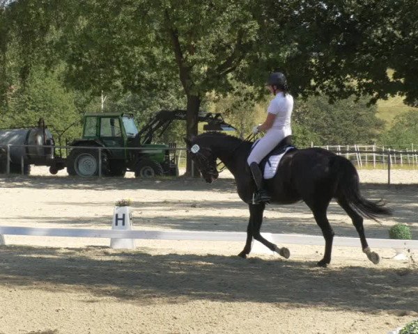 Reitturnier Kierspe-Hohenholten 2020