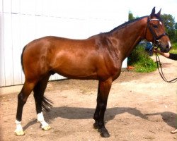 Springpferd London 52 (Holsteiner, 2009, von Landos)