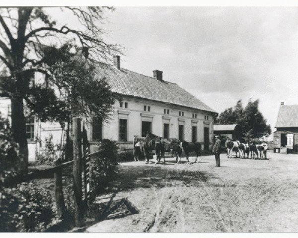 Zuchtstute Andacht (Trakehner, 1916, von Waldmeister)