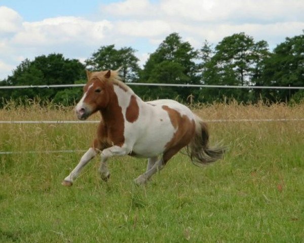 horse Arno (Dt.Part-bred Shetland pony, 2002, from Adjudant)