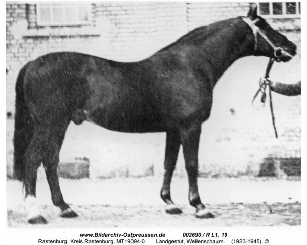 stallion Wellenschaum (Trakehner,  , from Herrscher)