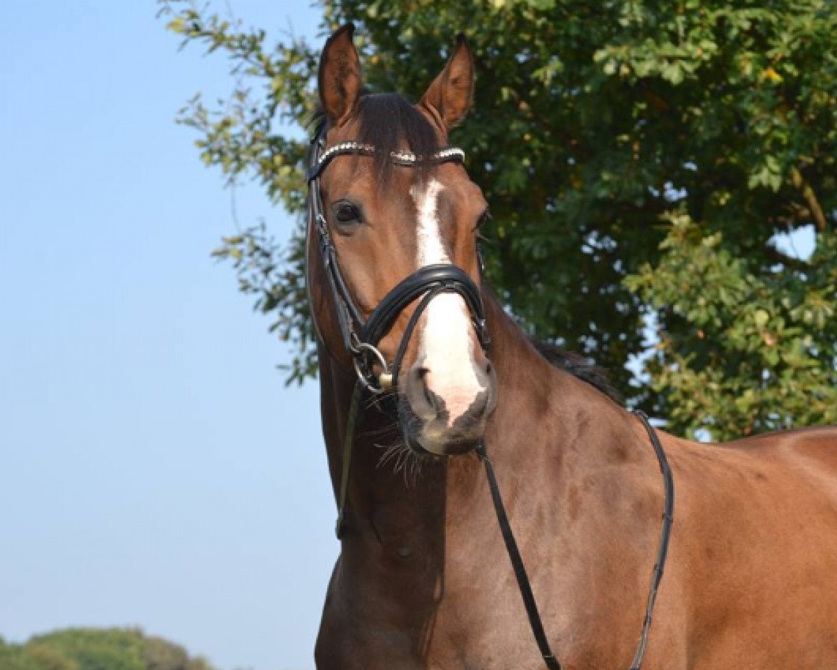 dressage horse First Impression 2 (Rhinelander, 2008, from Flatley 2)
