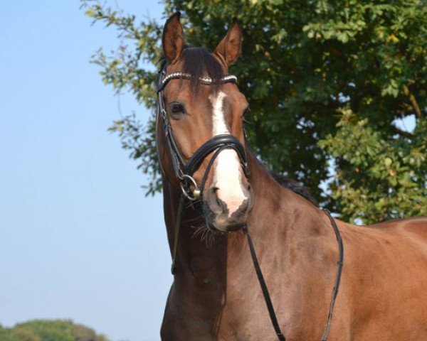 dressage horse First Impression 2 (Rhinelander, 2008, from Flatley 2)