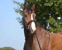 dressage horse First Impression 2 (Rhinelander, 2008, from Flatley 2)