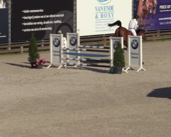 Gold +Cyclus Jonge Paarden in Lier (BEL) 2020