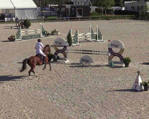 Gold +Cyclus Jonge Paarden in Lier (BEL) 2020