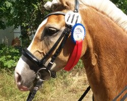 dressage horse Paul 689 (Pony without race description, 2006)