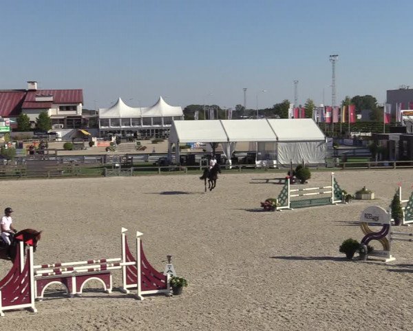 Gold +Cyclus Jonge Paarden in Lier (BEL) 2020