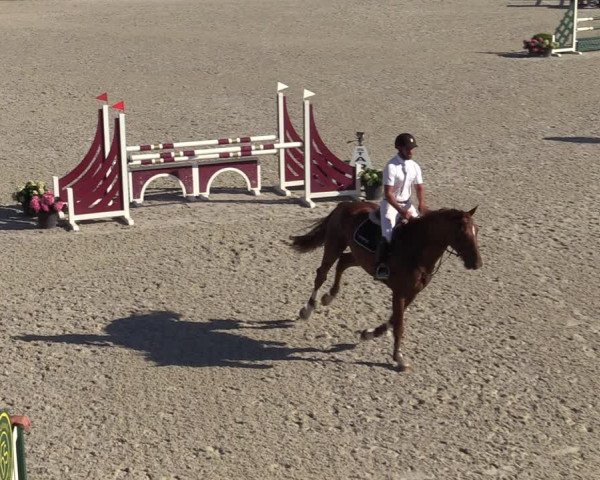 Gold +Cyclus Jonge Paarden in Lier (BEL) 2020