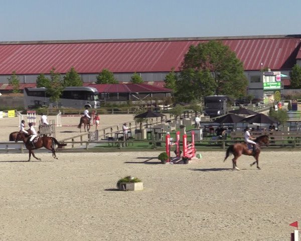 Gold +Cyclus Jonge Paarden in Lier (BEL) 2020