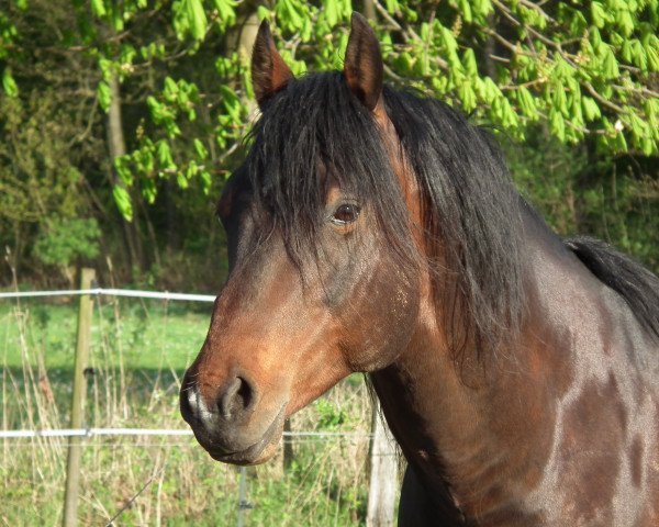 stallion Leo Bar Tip (Quarter Horse, 2005, from Hes A Steppin Jac)