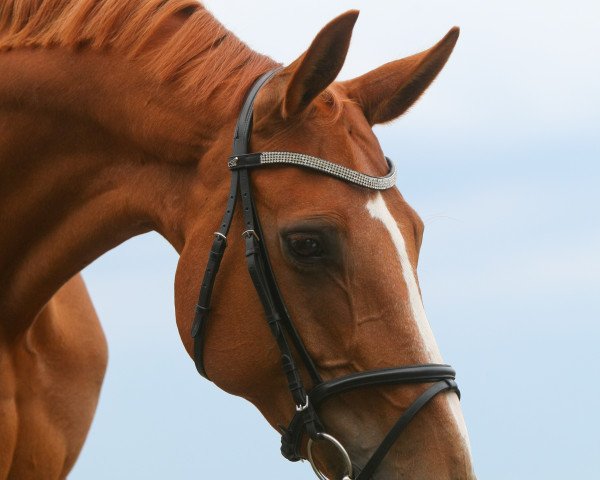 horse Wiola Sunshine Dream (Hanoverian, 2005, from Worldly I)